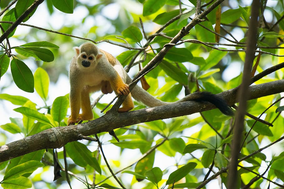 monkey on tree branch, brown monkey standing on tree branch, ape HD wallpaper
