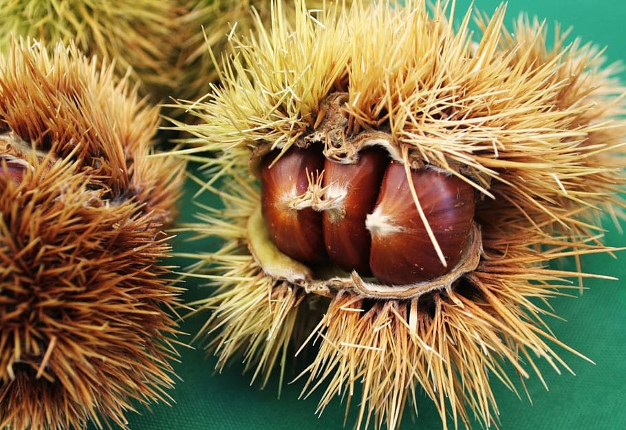 HD wallpaper: chestnut, chestnuts, curly, season, nature, november ...