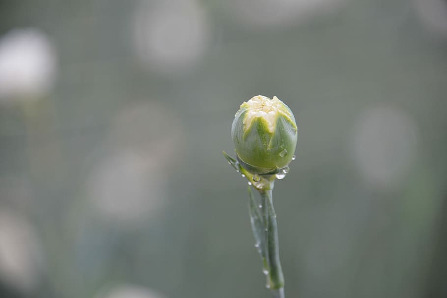 Dew, Flower, Morning, Macro, bud, freshness, drop, nature, plant HD wallpaper