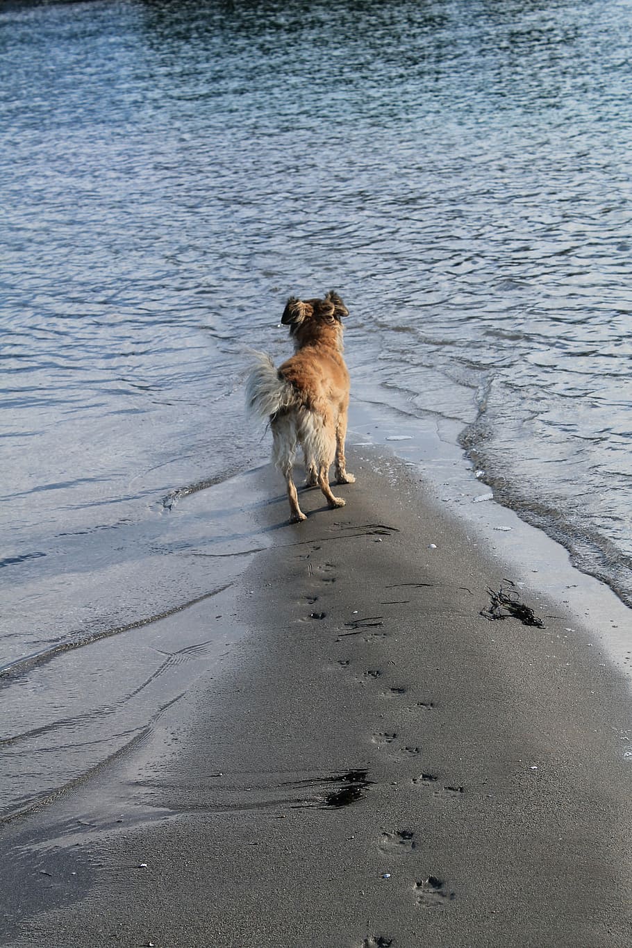 dog, beach, sand, sea, water, end, flood, mammal, animal themes HD wallpaper