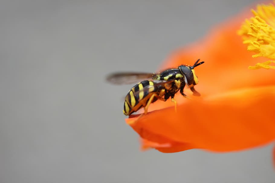 wasp, poppy, insect, pollination, animal, collect nectar, bee HD wallpaper