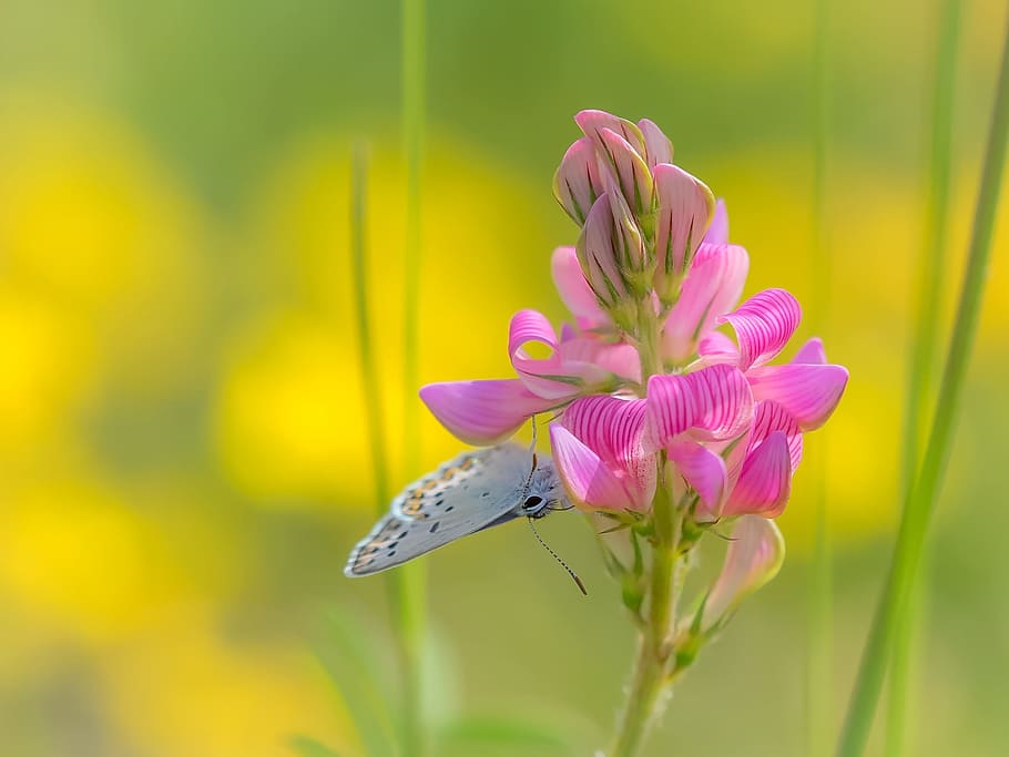 photography of butterfly on flower, common blue, sainfoin, plant HD wallpaper