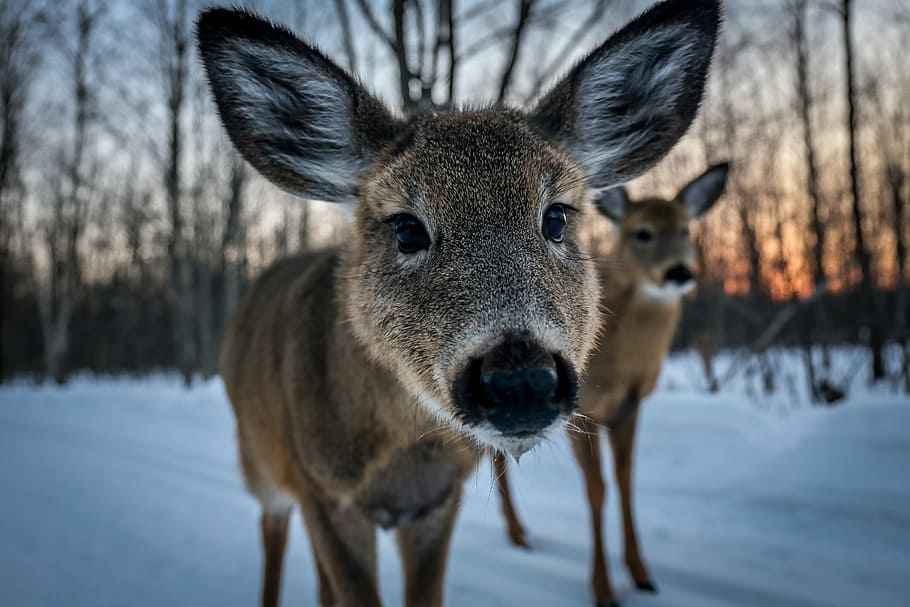 closeup photo of brown deer, two brown animals walking in snowfield during daytime HD wallpaper