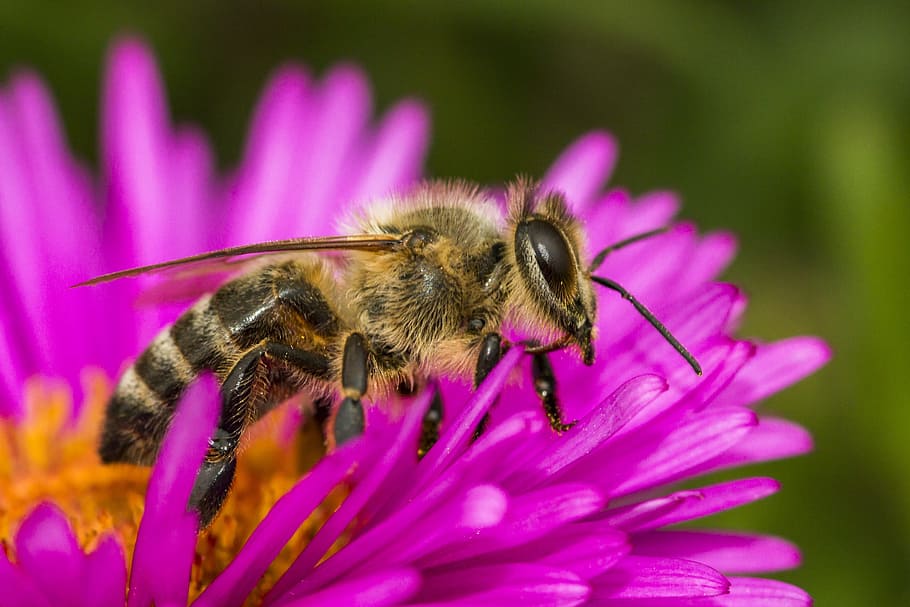 brown bee in macro shot, insect, blossom, bloom, flower, nature HD wallpaper