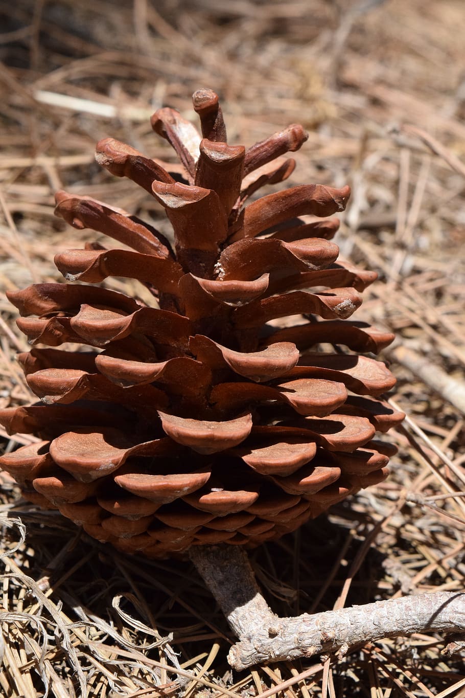 tap, pine cones, nature, ornament, decoration, tree, pinus HD wallpaper