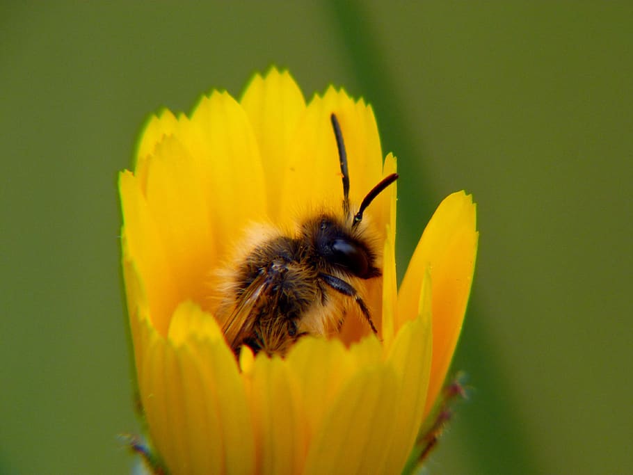 nature, insect, apiformes, flower, pollen, pollination, plant HD wallpaper