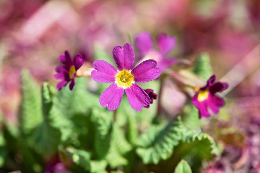 kissenprimel, violet, cowslip, early bloomer, spring flower HD wallpaper
