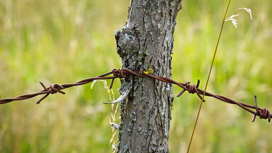 barbed wire, metal, demarcation, close, limit, prickly, wire fence HD wallpaper