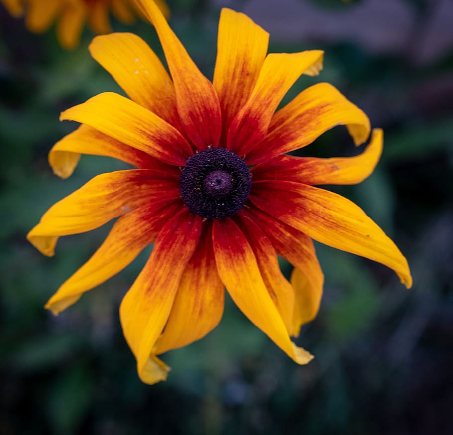 flower, macro, yellow, orange, green, flowers, bloom, withered HD wallpaper