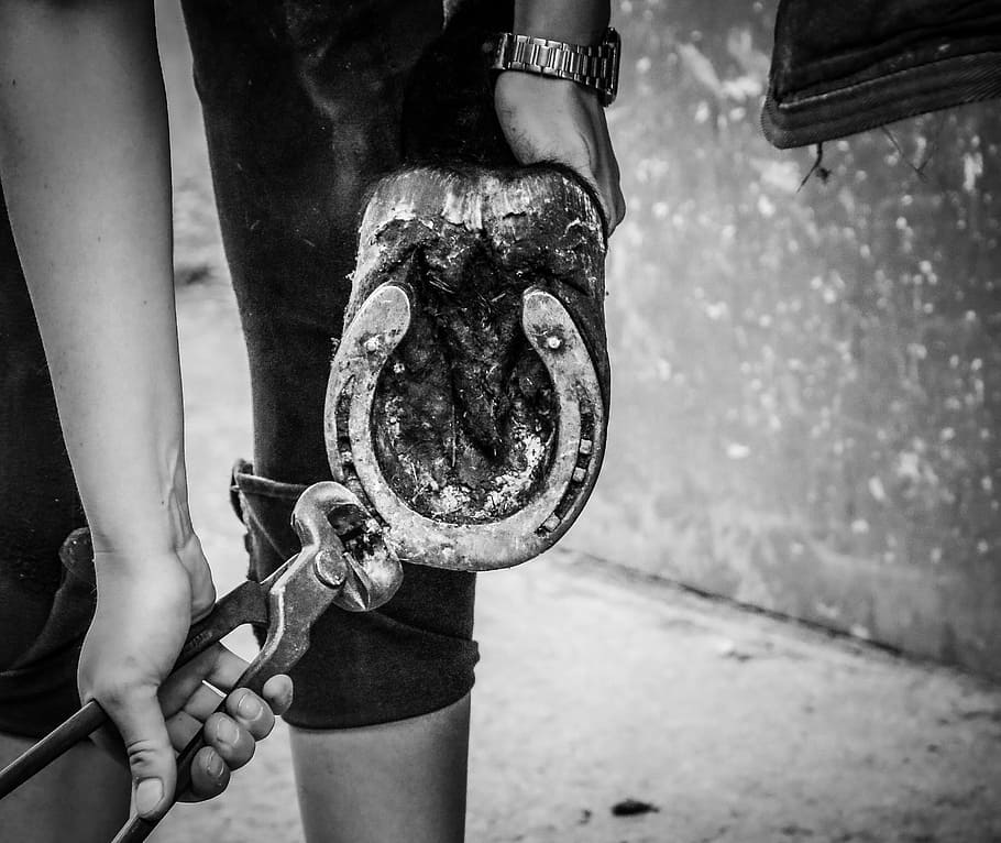 grayscale photo of person detaching horseshoe using pincers HD wallpaper
