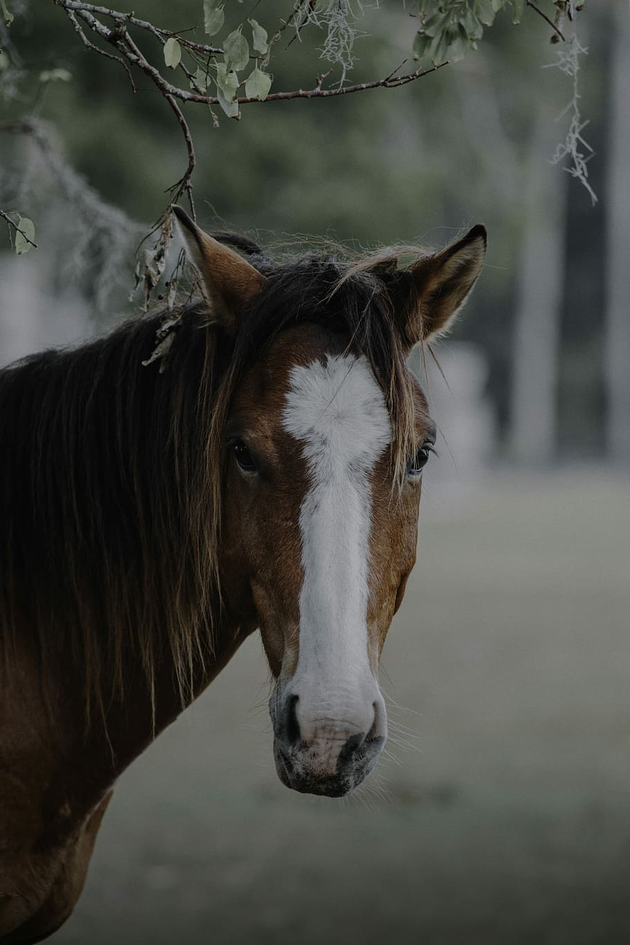 brown horse close-up photography, close-up photography of white and brown horse during daytime HD wallpaper