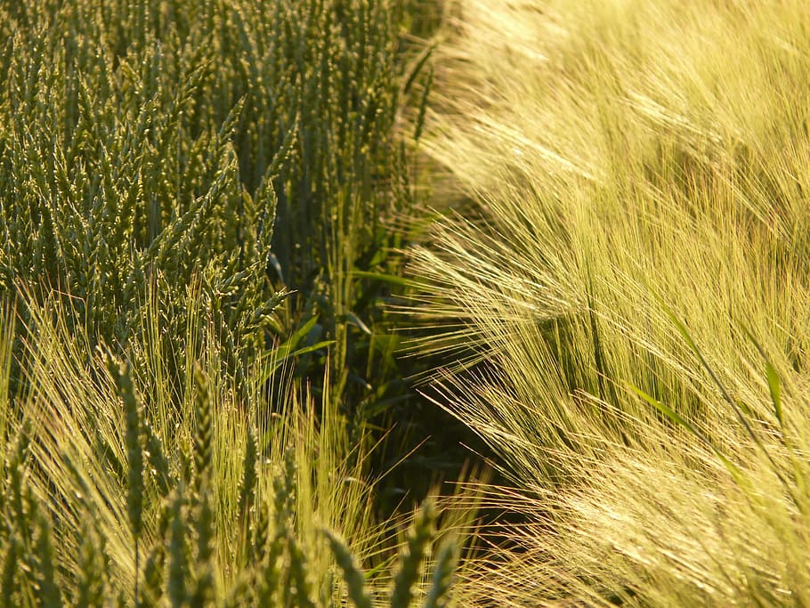 wheat, wheat field, wheat spike, cereals, grain, arable, agriculture HD wallpaper