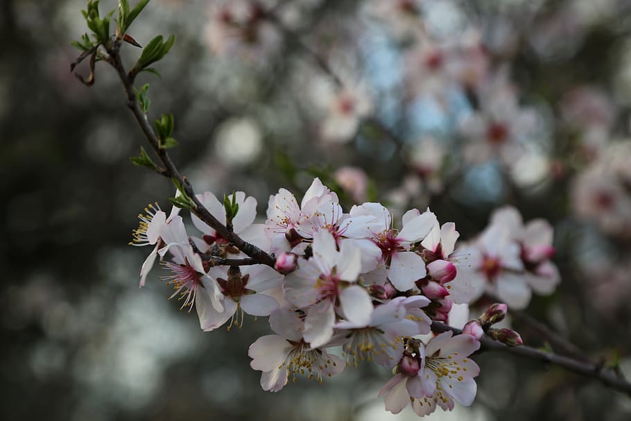 flower, tree, nature, blooming, bud, flowering plant, freshness HD wallpaper