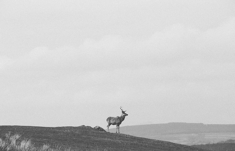 Fèidh, gray deer at mountain, buck, stag, nature, animal, black And White HD wallpaper