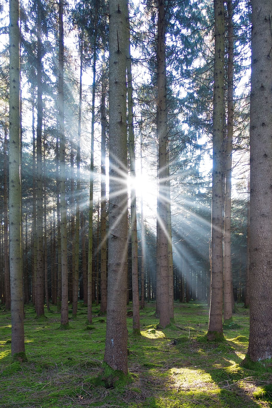 spruce, forest, conifer, tree, nature, moss, back light, sun HD wallpaper