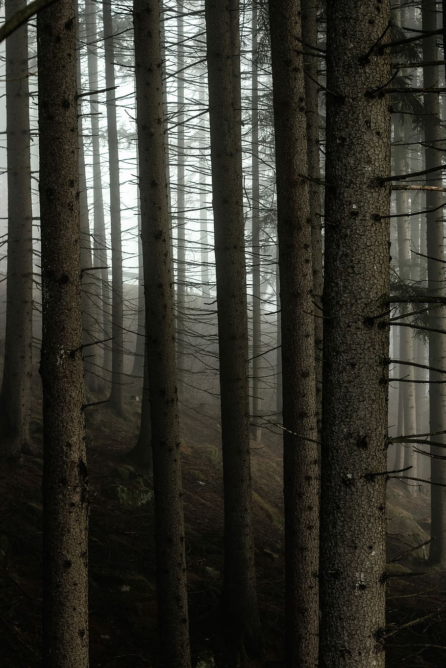 photography of forest, selective focus photography of tree trunk HD wallpaper