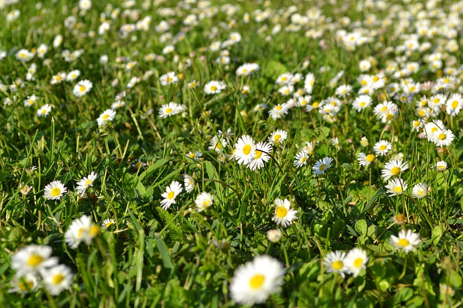 white, flower, romantic white, flowers, spring, nature, flowering plant HD wallpaper