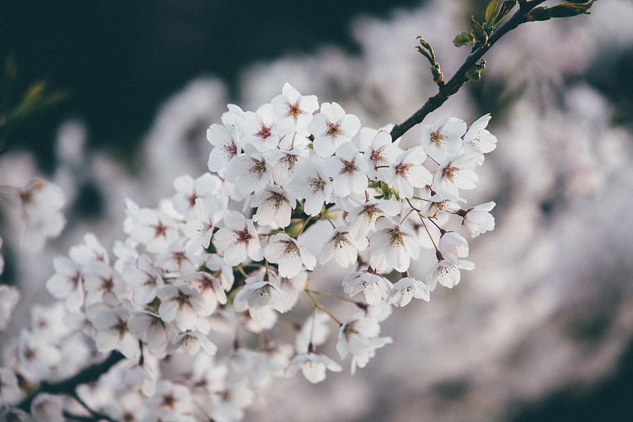 white cherry blossom flowers blooming, shallow focus photography of white flowers HD wallpaper