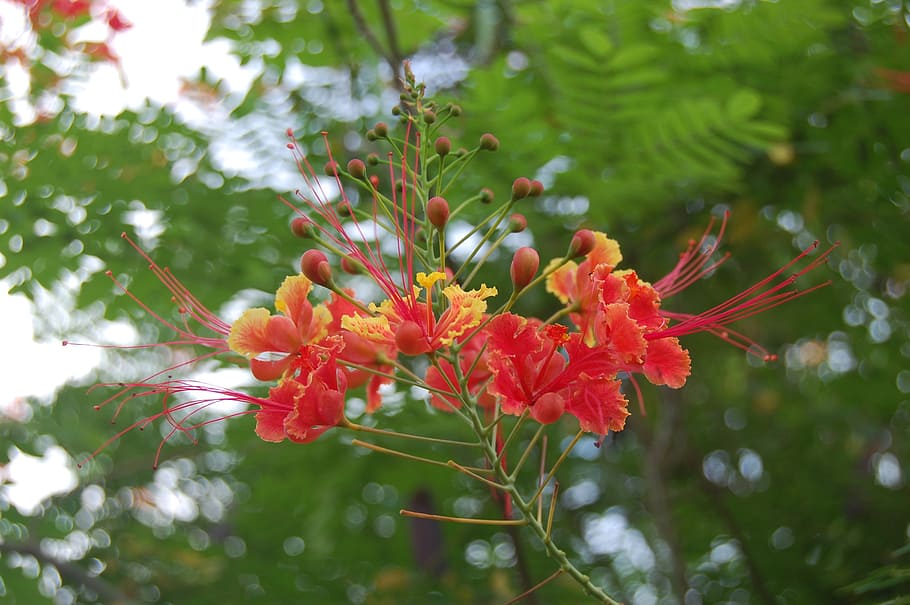 flowerss, plants, nature, flowering plant, growth, beauty in nature HD wallpaper