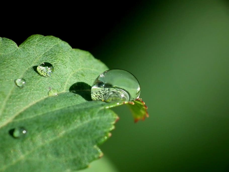 drop, water, leaf, green, nature, plant part, green color, close-up HD wallpaper