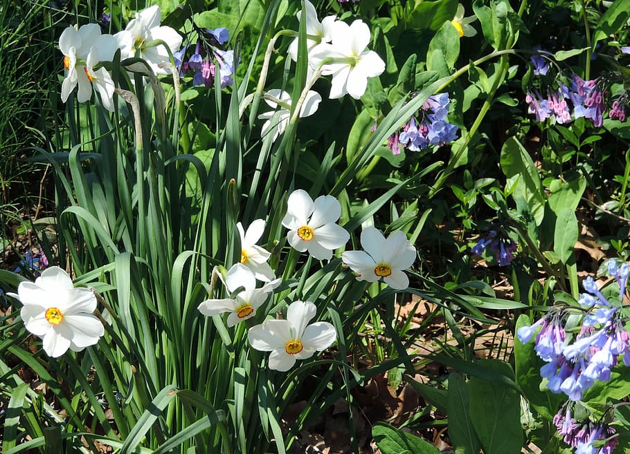 Daffodils, Central Park, Spring, Nature, narcissus, flora, flowers HD wallpaper