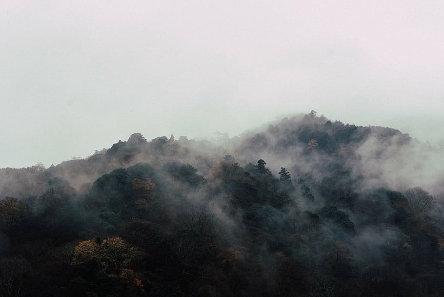 photo of forest covered by fog, mountain, landscape, peak, summit HD wallpaper