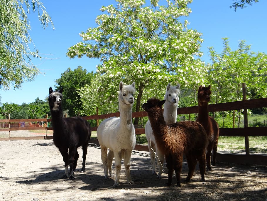 alpaca, family, wool, tree, plant, group of animals, mammal HD wallpaper