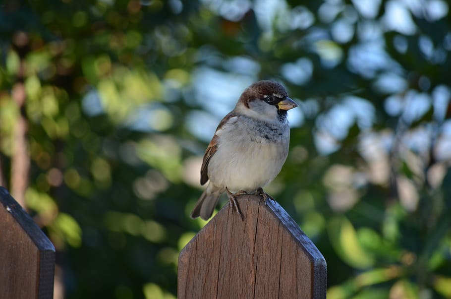 sparrow, nature, bird, animal wildlife, one animal, vertebrate HD wallpaper