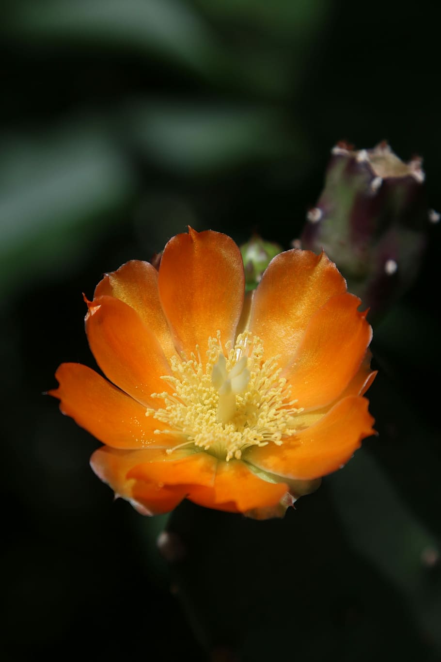 Blossom, Bloom, Flower, Macro, petal, flower head, plant, close-up HD wallpaper