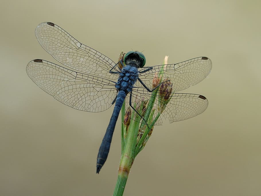 Dragonfly, Insect, Nature, animal, animal Wing, close-up, macro HD wallpaper