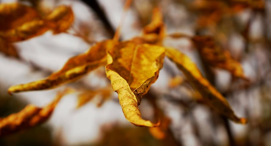 nature, sprig, leaf, autumn, tree, yellow, season, forest, orange Color HD wallpaper