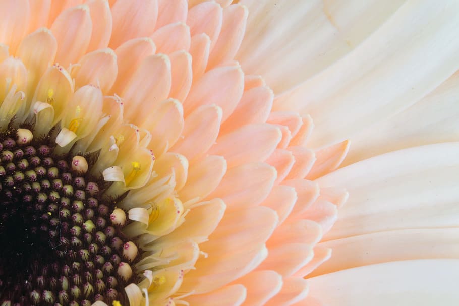 peach-colored gerbera daisy in macro photography, germini, florist, HD wallpaper