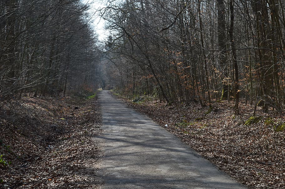 forest path, landscape, forest trail, trees, away, autumn, atmosphere HD wallpaper