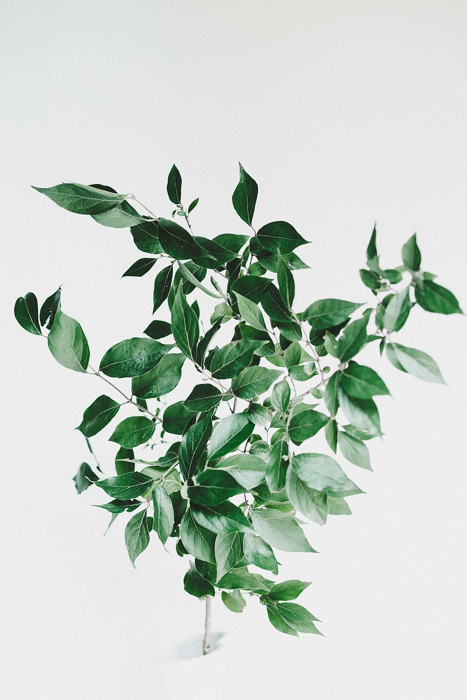 green leaf plant, green ovate leaf plant, tree, branch, greenery HD wallpaper