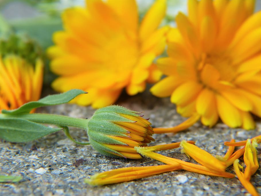 selective focus photography of yellow calendula flowers with flower bud HD wallpaper