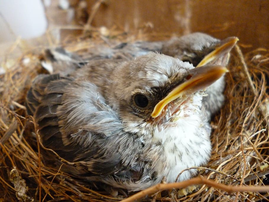 bird, ave, turtledove, chick, animal, animal themes, young bird HD wallpaper