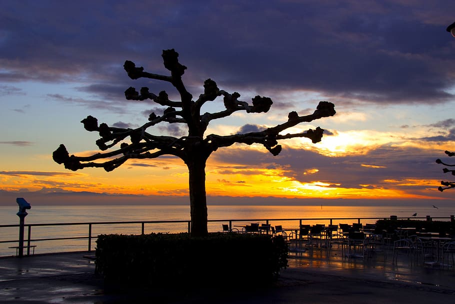 plane, tree, evening, sonnenunetrgang, silhouette, mood, sky HD wallpaper