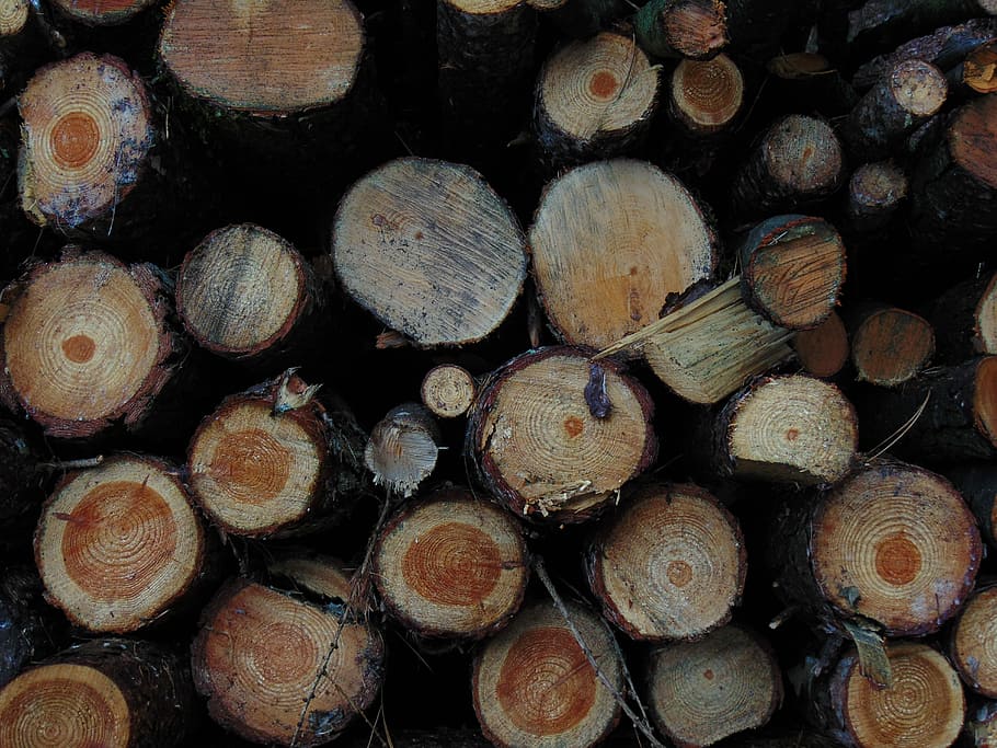 brown wood slabs, logs, logging, circles, forest, backgrounds HD wallpaper