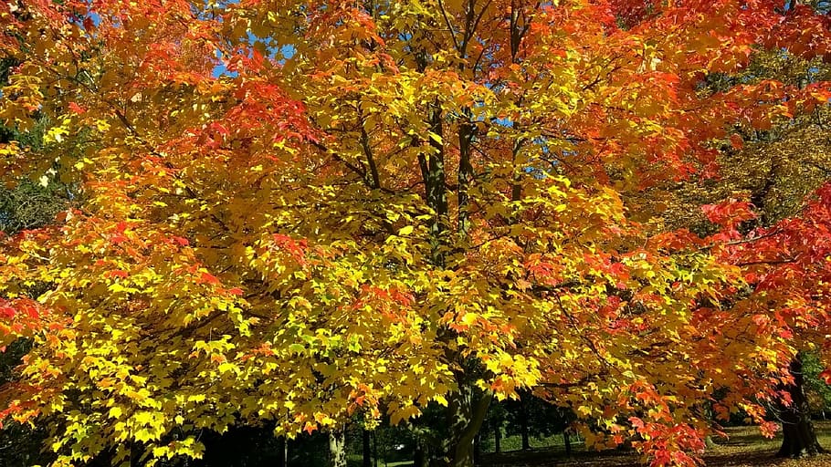 autumn, fall, leaves, tree, essex, wood, sky, blue, sunshine HD wallpaper