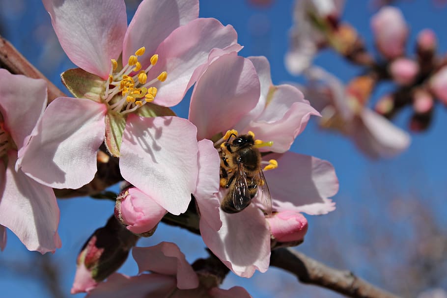 bee, field, honey, pollen, pollination, insect, wild, flower HD wallpaper