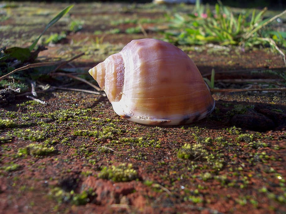shell, close-up, mollusk, selective focus, land, nature, field HD wallpaper