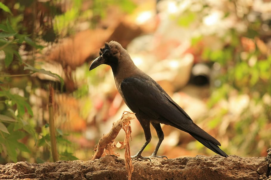 crow, raven, bird, black, perched, feathers, animal, animal themes HD wallpaper