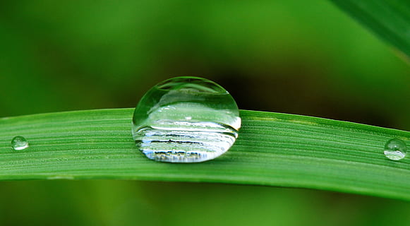 closeup photo of water dew on leaf, drop, grass, rain, nature HD wallpaper