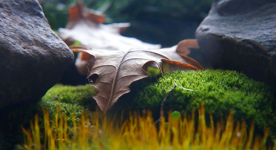 nature, plants, dry, leaf, green, moss, macro, outdoors, day HD wallpaper