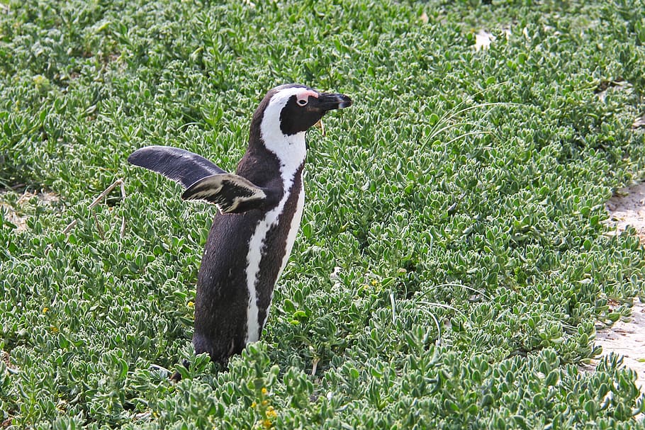 penguin, cute, cuddly, beautiful, beach, boulders beach, penguins HD wallpaper