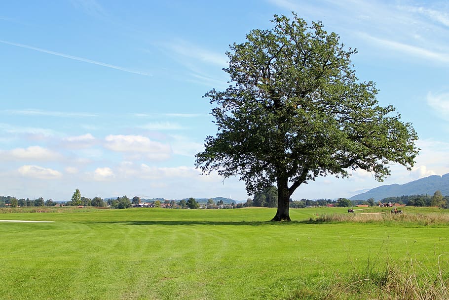 landscape, chiemgau, tree, individually, meadow, distant view HD wallpaper