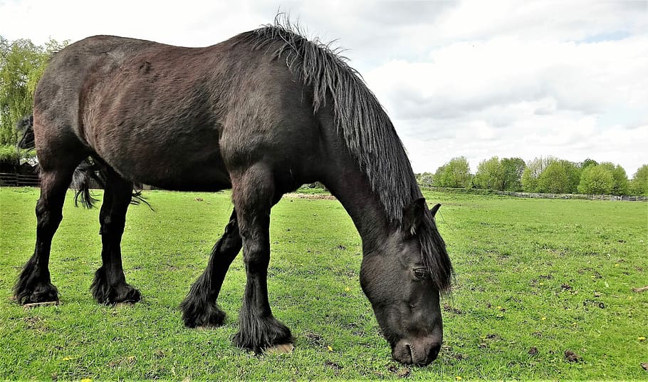 horse, brown, field, green, grass, river trent, animal, animal themes HD wallpaper