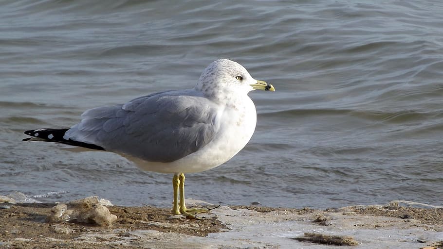 Fauna, Bird, Seagull, Closeup, Nature, the shore of the lake HD wallpaper