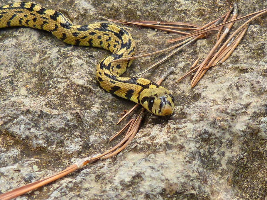 snake, yellow, forest, animal themes, one animal, animal wildlife HD wallpaper