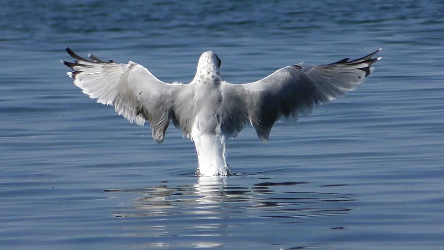 seagull, baltic gull, wing, bird, water bird, plumage, waterfowl HD wallpaper